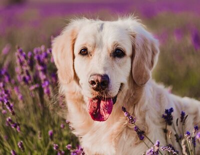 El seguro obligatorio para perros que entra en vigor este mes: todo lo que debes saber