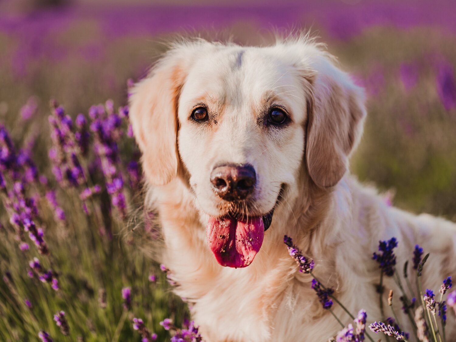 El seguro obligatorio para perros que entra en vigor este mes: todo lo que debes saber