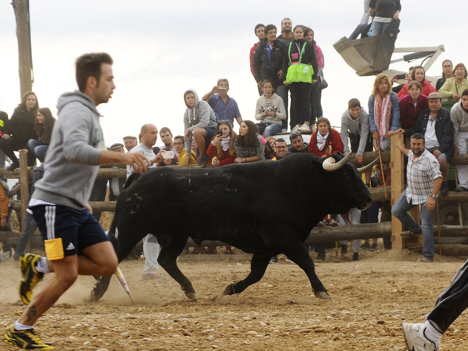 El Toro de la Vega siembra el pánico en Tordesillas: escapa y cornea gravemente a un hombre