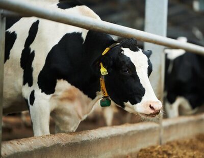 'Covid de las vacas': Todo lo que se conoce sobre esta patología y cómo afecta a los humanos