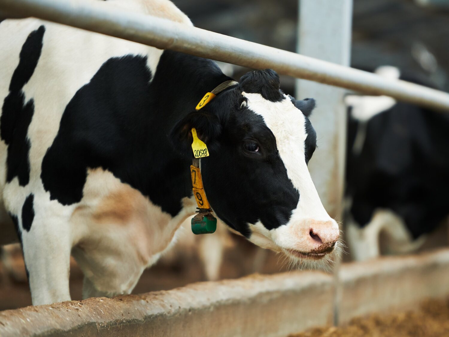 'Covid de las vacas': Todo lo que se conoce sobre esta patología y cómo afecta a los humanos