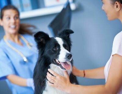Ayudas para la asistencia veterinaria gratuita: así puedes solicitarlas