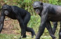 La homosexualidad es habitual en más de 1.500 especies animales y tiene una ventaja evolutiva