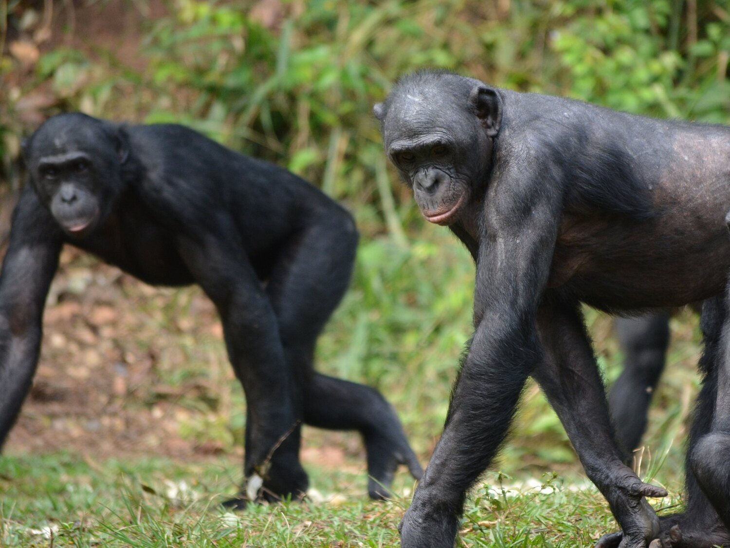 La homosexualidad es habitual en más de 1.500 especies animales y tiene una ventaja evolutiva