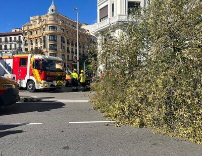 El Ayuntamiento revisó el árbol del accidente en Alonso Martínez en mayo: sano y sin defectos