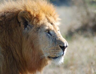 Un león se escapa de un circo en Italia y se pasea entre las calles