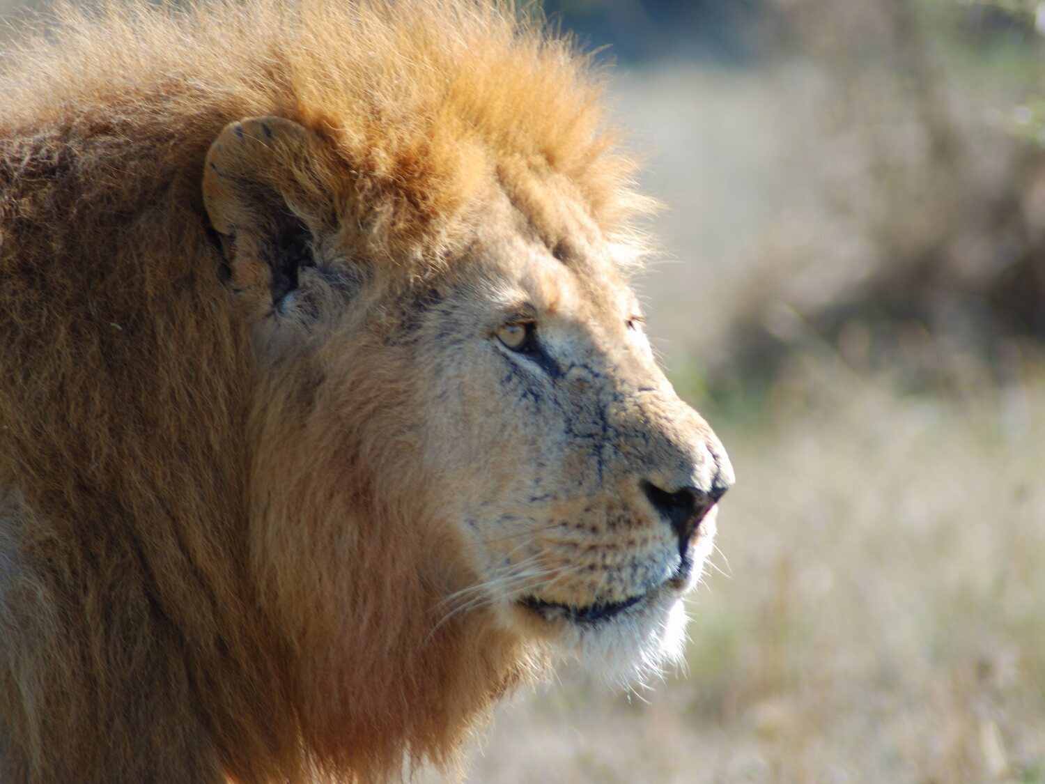 Un león se escapa de un circo en Italia y se pasea entre las calles