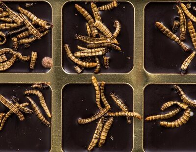 Un grupo de científicos despierta a unos gusanos que llevaban 46.000 años congelados