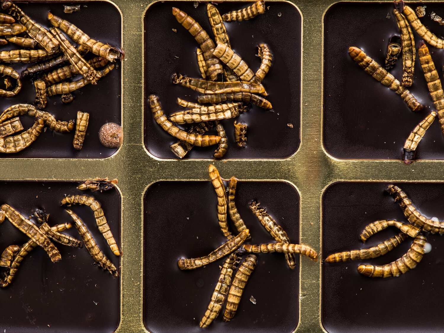 Un grupo de científicos despierta a unos gusanos que llevaban 46.000 años congelados
