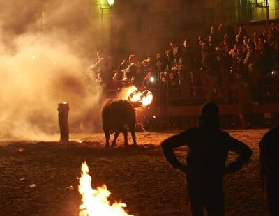 Toro Jubilo de Medinaceli: polémica celebración tras rechazar un recurso de PACMA