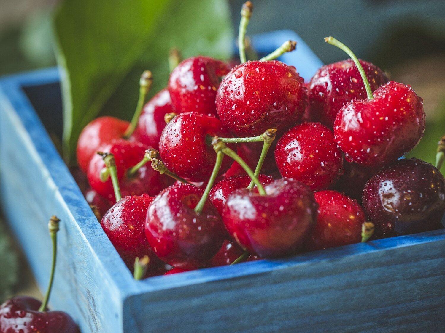 Todo lo que ocurre en tu organismo si comes cerezas todos los días