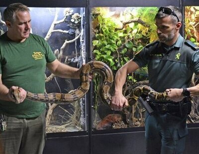 Una boa constrictor de dos metros cae a plena calle en Alicante