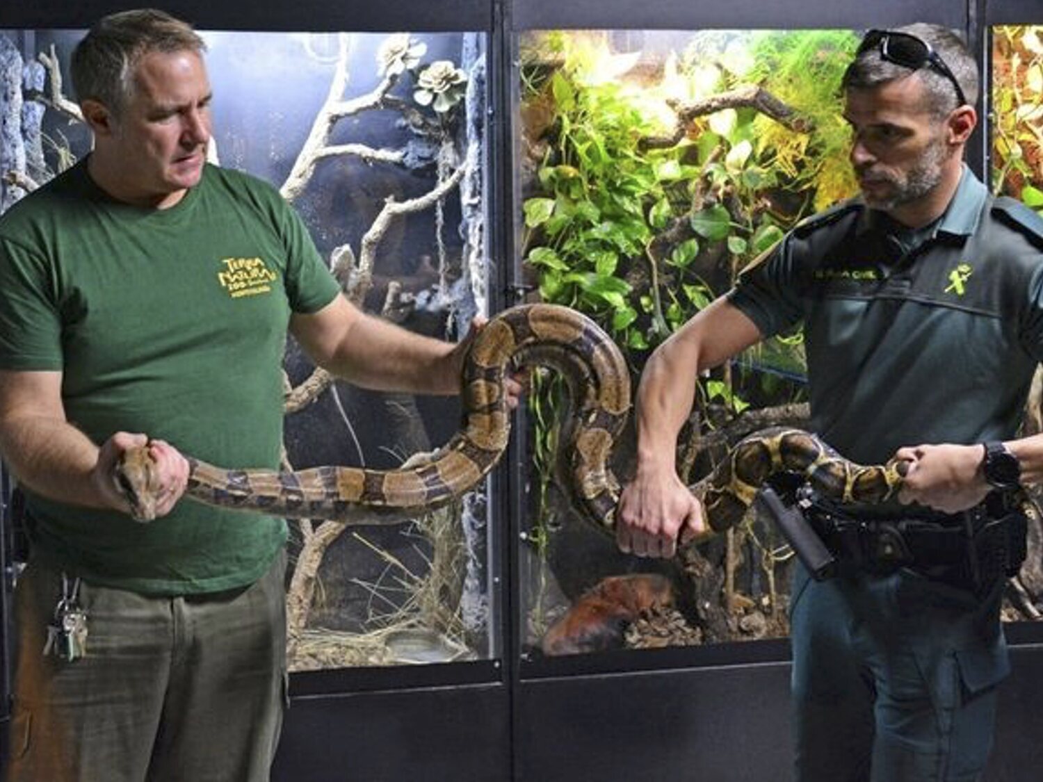 Una boa constrictor de dos metros cae a plena calle en Alicante