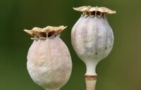 Disminuye al 95% el cultivo de opio en Afganistán tras la prohibición talibán