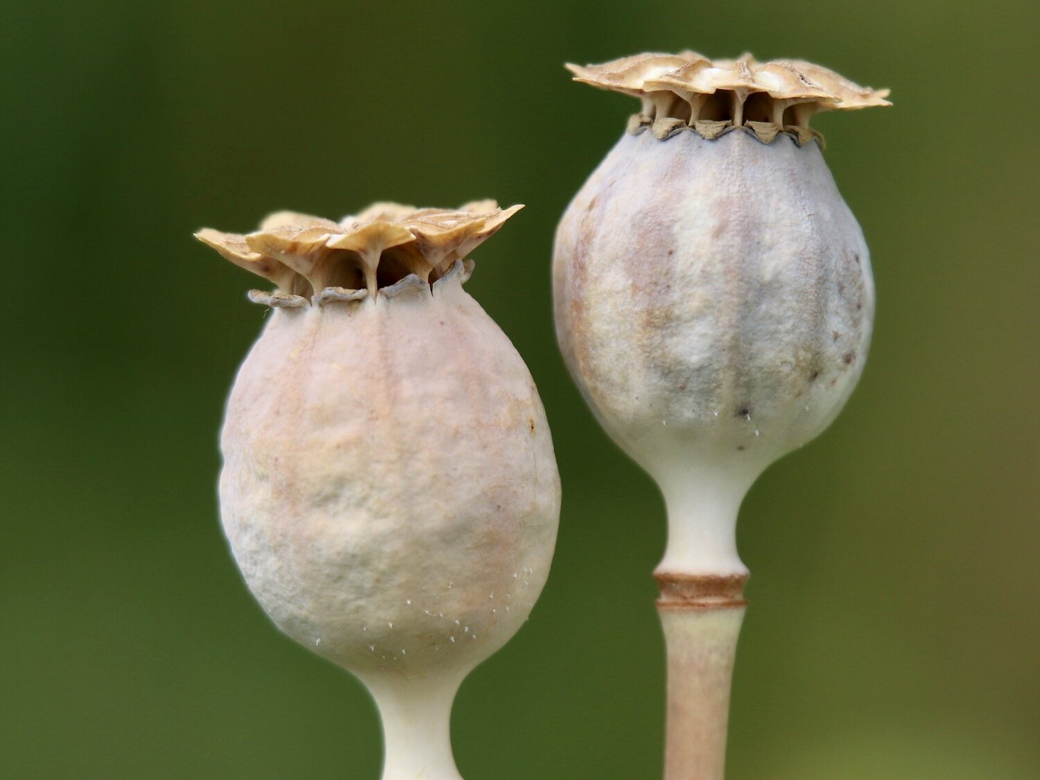 Disminuye al 95% el cultivo de opio en Afganistán tras la prohibición talibán