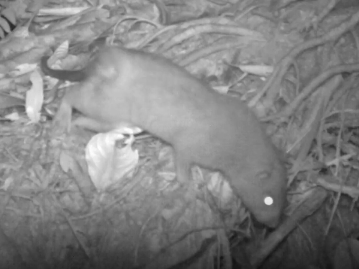 Graban una especie de rata gigante capaz de romper cocos y masticarlos con sus dientes