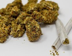 España es la séptima potencia mundial de cannabis medicinal