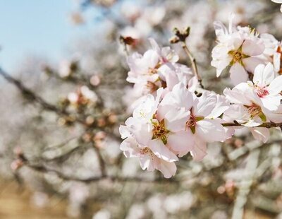 5 lugares para ver almendros, cerezos y más árboles en flor en Madrid