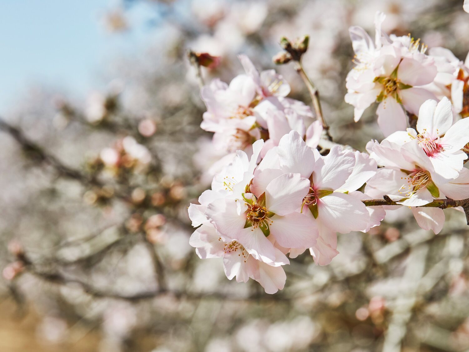 5 lugares para ver almendros, cerezos y más árboles en flor en Madrid