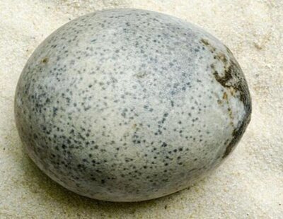 Hallado un huevo de la época romana en Inglaterra con líquido en su interior