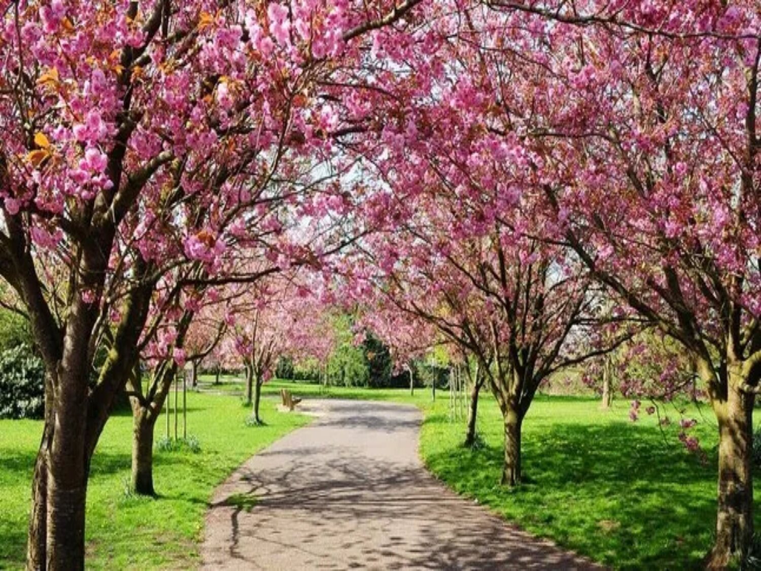 ¿Cuándo empieza la primavera en España?: Los mejores planes para preparar su llegada