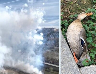 Más Madrid y PACMA documentan la muerte de animales durante la mascletá de Almeida en Madrid Río