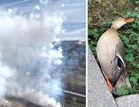 Más Madrid y PACMA documentan la muerte de animales durante la mascletá de Almeida en Madrid Río