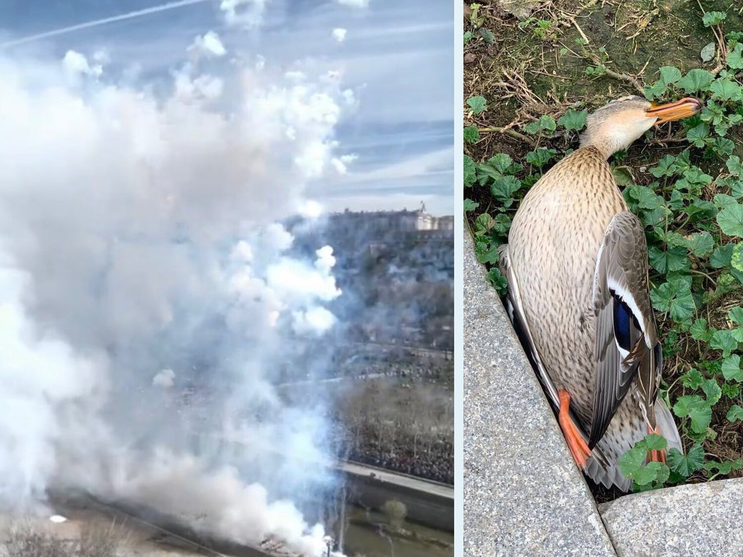 Más Madrid y PACMA documentan la muerte de animales durante la mascletá de Almeida en Madrid Río