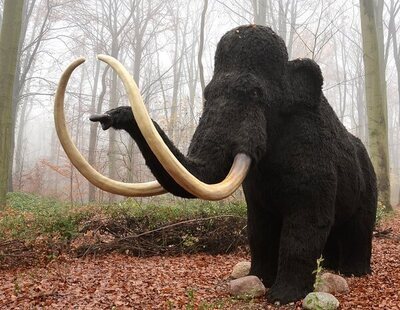 Un grupo de científicos logran reprogramar células de elefante para resucitar los mamuts