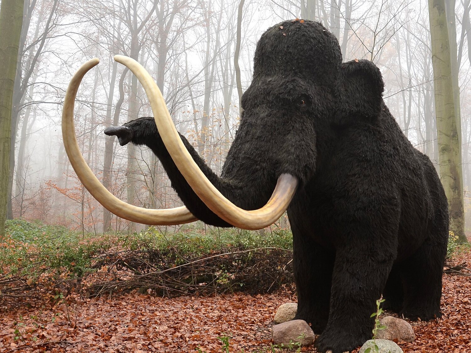 Un grupo de científicos logran reprogramar células de elefante para resucitar los mamuts