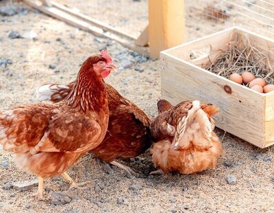 ¿Cómo legalizar un gallinero en Galicia y evitar multas de hasta 600 euros?