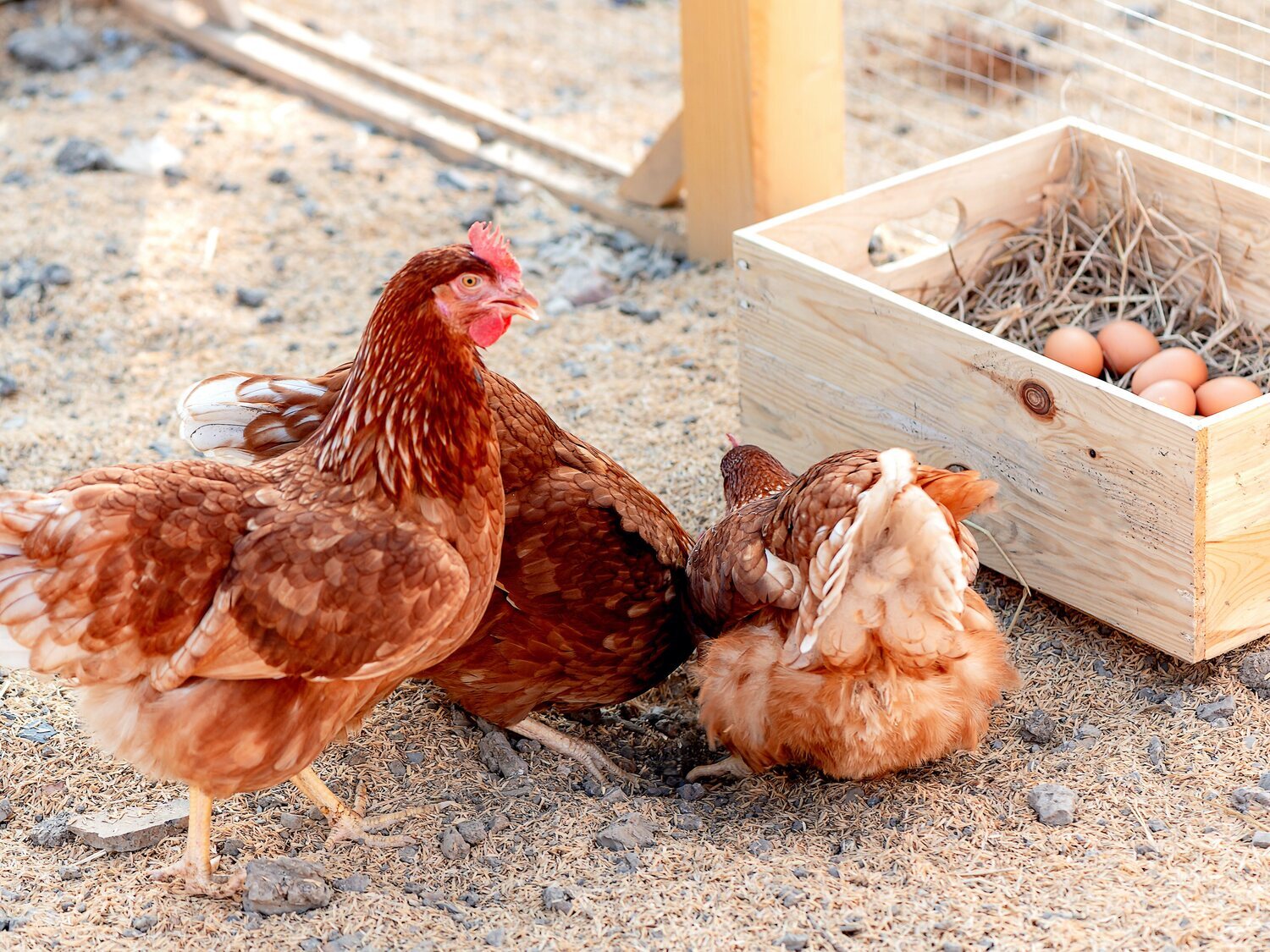 ¿Cómo legalizar un gallinero en Galicia y evitar multas de hasta 600 euros?