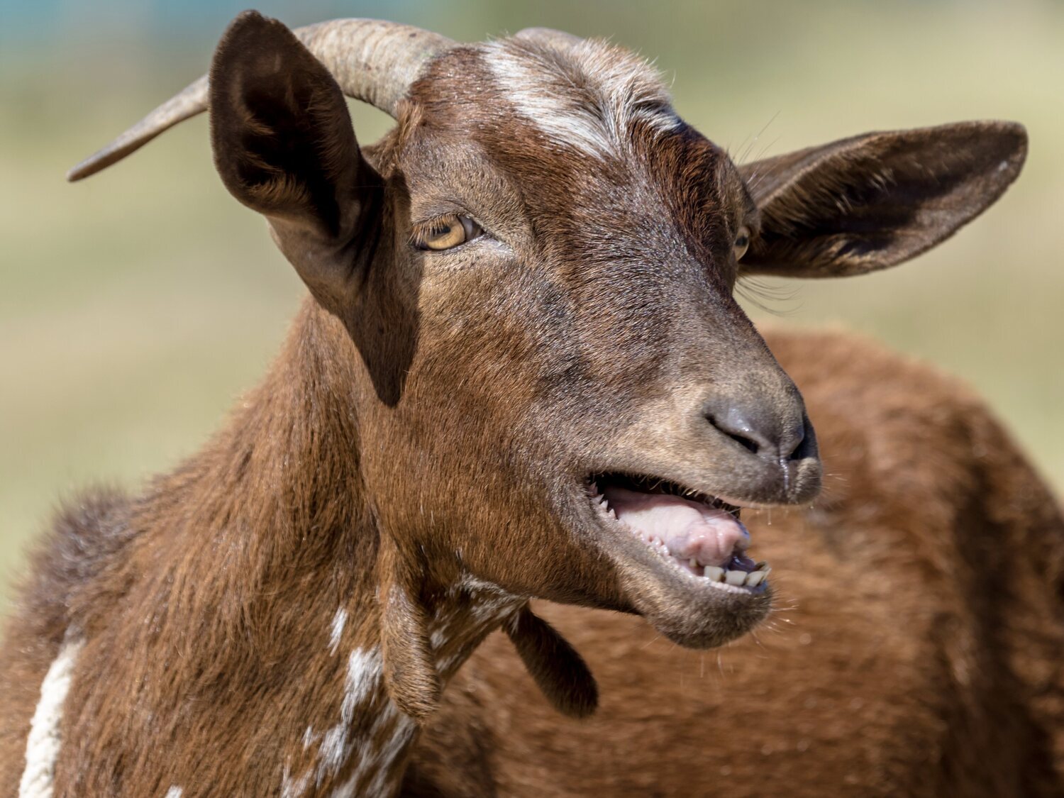 Detenido en Granada por sacrificar una cabra en un ritual yoruba y abandonar su cuerpo en un parque público