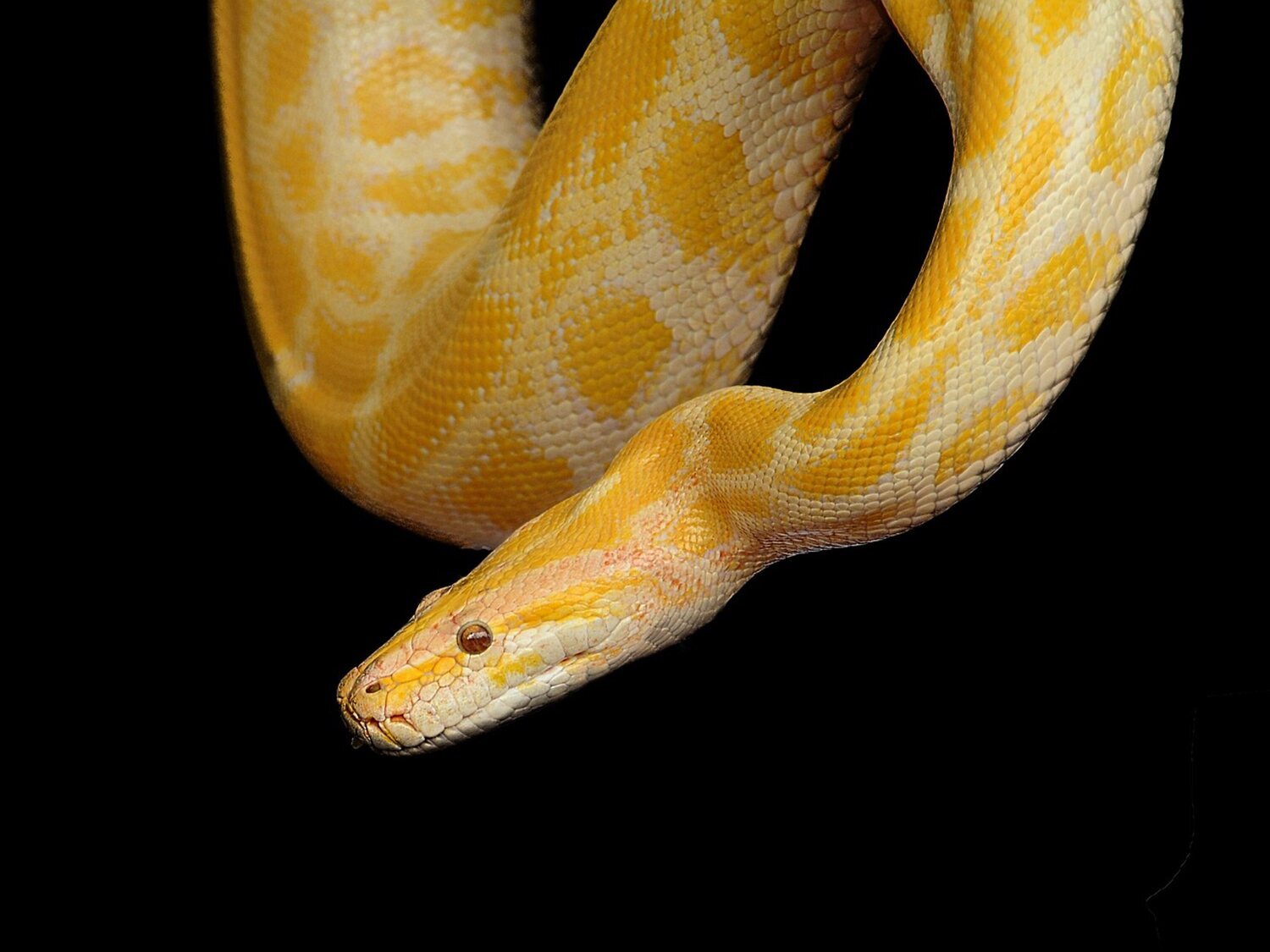 ¿Sabías que las serpientes macho tienen dos penes?: te explicamos el motivo