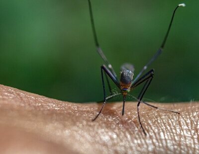 Argentina sufre su peor epidemia de dengue mientras los repelentes disparan su precio más del 400%