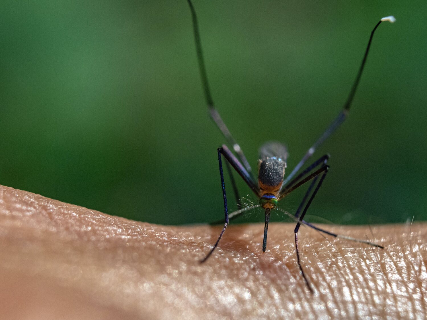 Argentina sufre su peor epidemia de dengue mientras los repelentes disparan su precio más del 400%