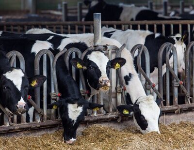 La gripe aviar ya se transmite entre vacas y ha contaminado la leche de los supermercados en EEUU