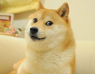 Muere Kabosu, el perro del meme Doge: "Era el animal más feliz del mundo, incluso ahora sonríe"