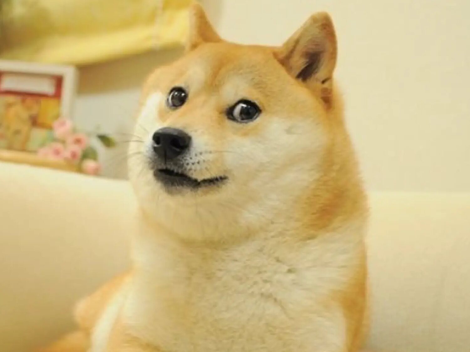 Muere Kabosu, el perro del meme Doge: "Era el animal más feliz del mundo, incluso ahora sonríe"