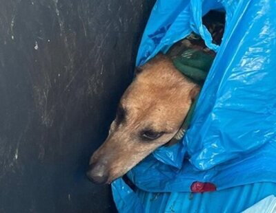 Muere un perro arrojado a la basura con heridas: un vecino alertó al escuchar su llanto