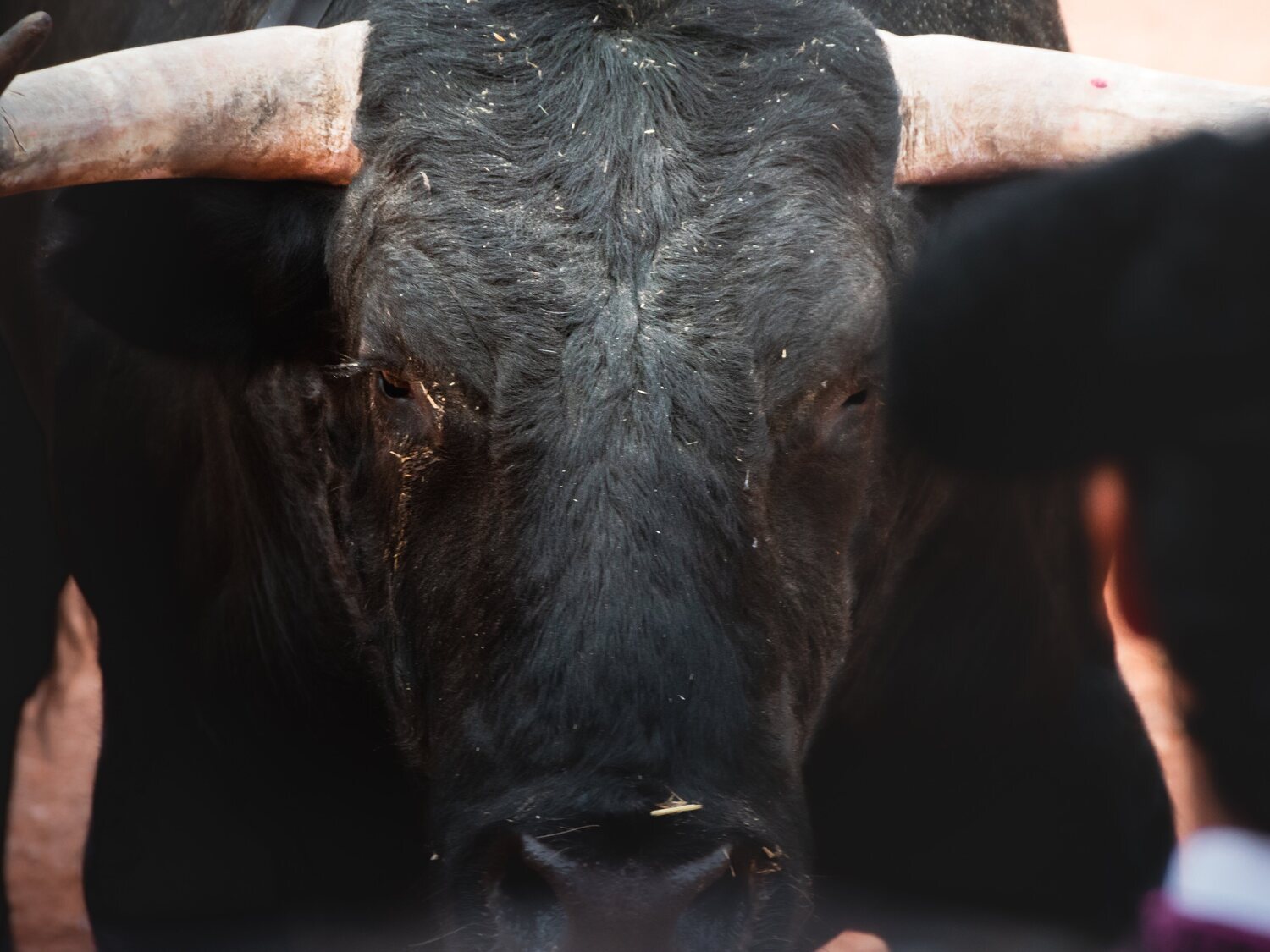 Colombia aprueba la abolición de los toros
