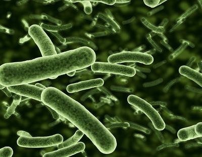 El secreto de la inmortalidad: una bacteria con 3,5 millones de años