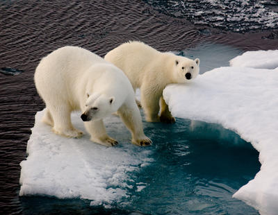En 2030 podría haber un Polo Norte sin hielo