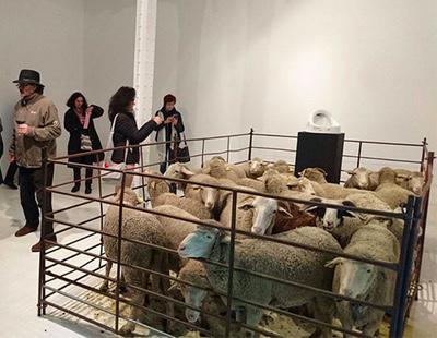 Un hombre hacina 20 ovejas en una galería de arte para criticar el arte