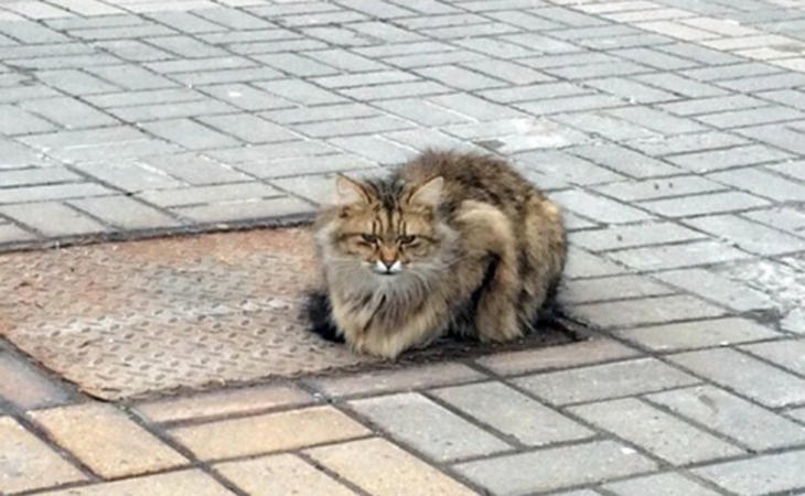 Gato que fue abandonado en Rusia