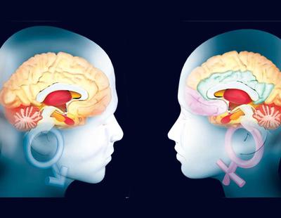 Los hombres tienen el cerebro más grande pero menos eficiente que las mujeres