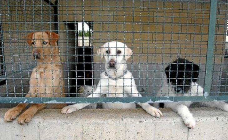 Varios perros abandonados en una perrera