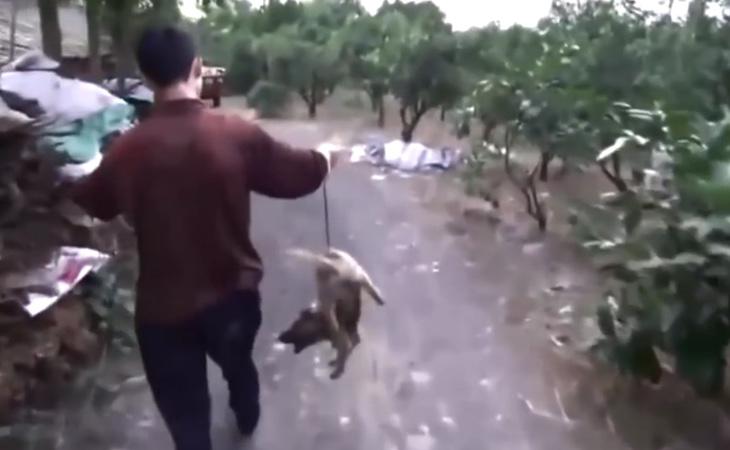 Los perros sufrían todo tipo de vejaciones durante la celebración dle festival