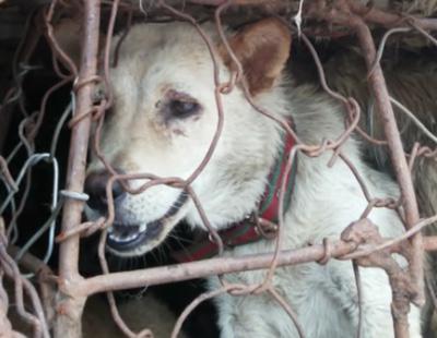 China suspende el festival de la carne de perro por aclamación popular