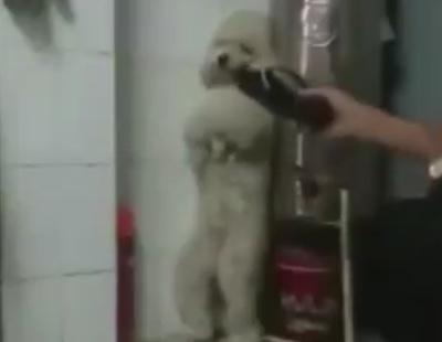 El duro maltrato animal que esconden los vídeos de perritos que andan 'de pie'
